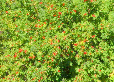 Wild Rose bushes with very large Rose Hips.